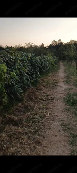 Casă cu Teren 6000 Mp în Central