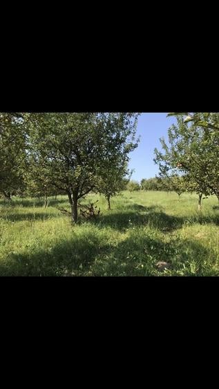Teren de 14523 mp, în Văleni-Dâmbovița