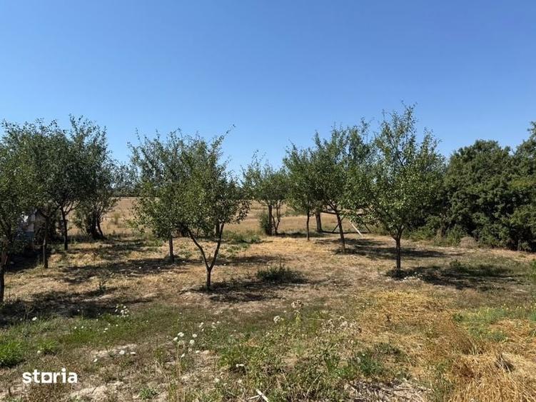 Teren de 3100 mp, în Brusturi