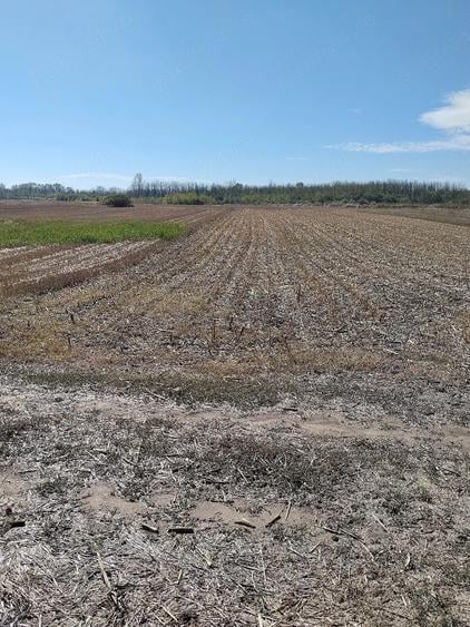 Teren de 12900 mp, în Grădinari