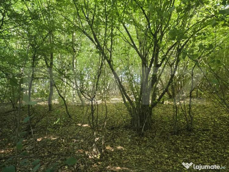 Teren de 524 mp, în Făget