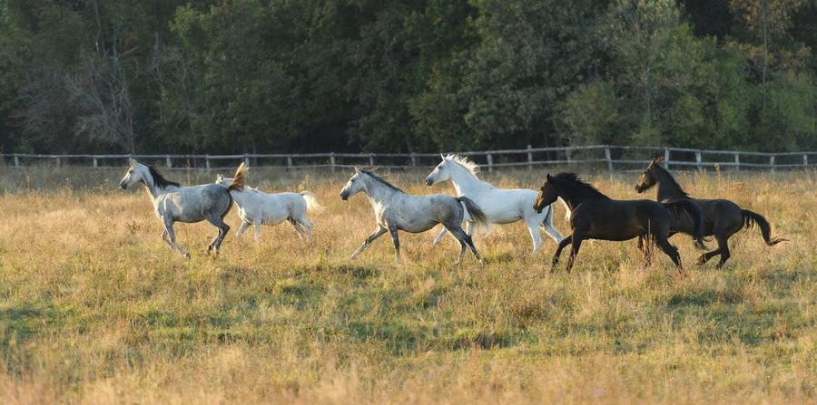 Teren agricol extravilan de 10000 mp, în Zădăreni
