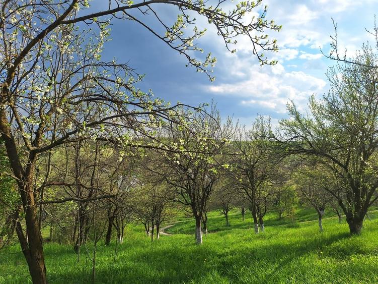 Casă cu 5 camere cu Teren 5950 Mp în Nord