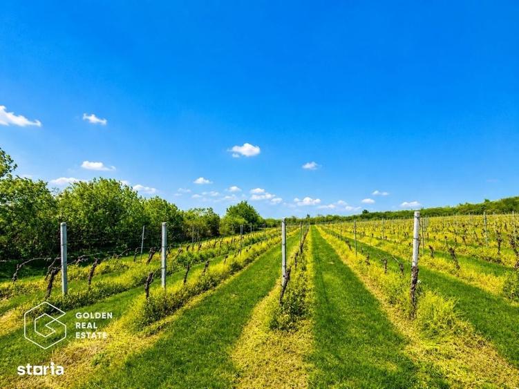 1,35 hectare vie pe rod (Cabernet si Merlot), Siria - 7
