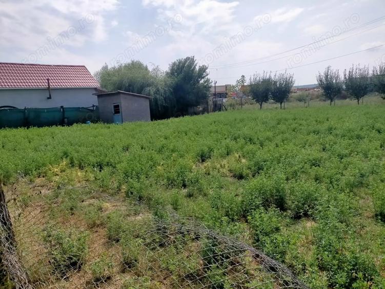 Teren de 800 mp, în Rovine