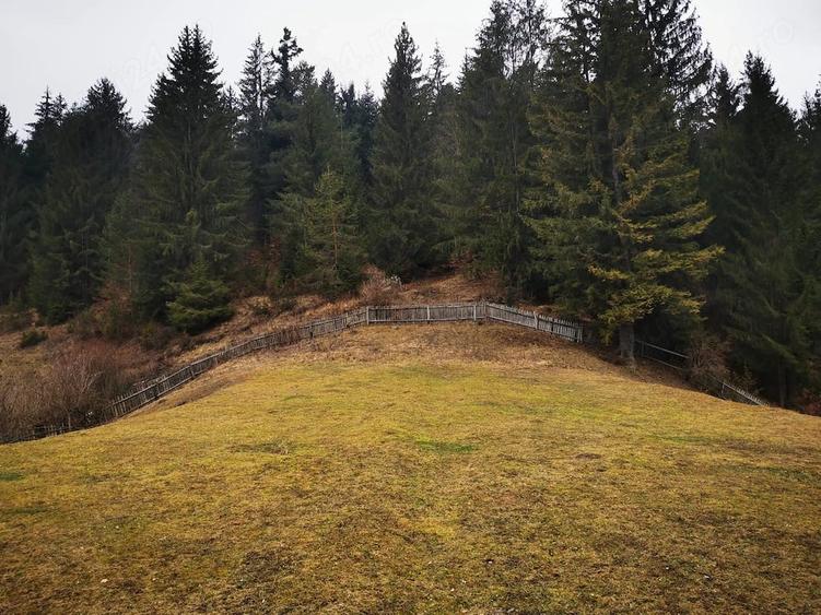 Teren de 2000 mp, în Stejaru (Pângărați)