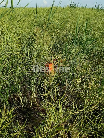 Teren agricol extravilan de 41225 mp, în Dumbrava