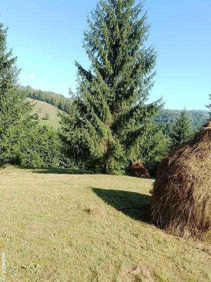 Teren de 10000 mp, în Avram Iancu