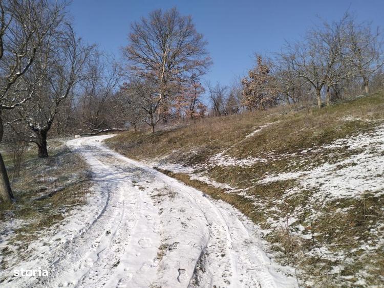 Teren de 5950 mp, în Scorțeni