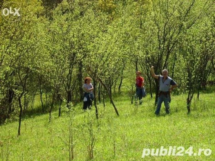 Teren de 18000 mp, în Moneasa