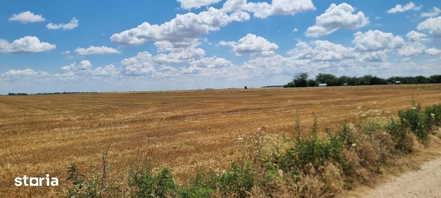 Teren de 260000 mp, în Căteasca