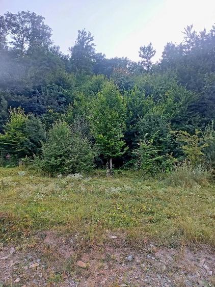 Teren de 2900 mp, în Buhoci