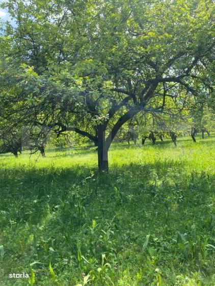 Casă cu 3 camere cu Teren 2750 Mp în Mihai Viteazu