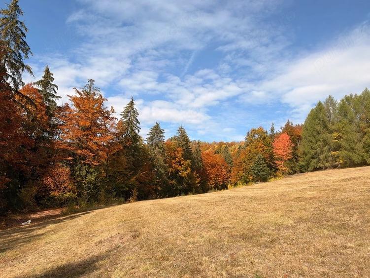 Teren de 3250 mp, în Scărișoara