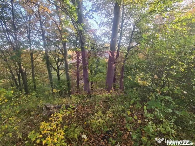 Teren de 3092 mp, în Telega