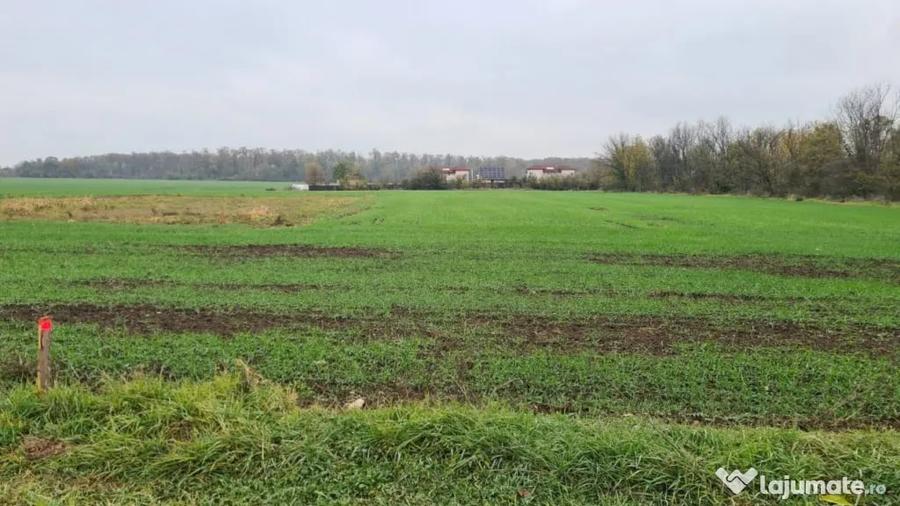 Teren de 3000 mp, în Brănești