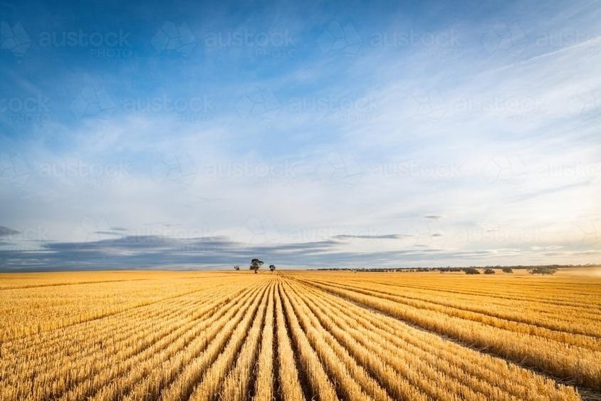 Teren agricol extravilan de 30000000 mp, în Dăbuleni