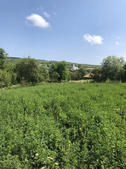 Teren de 1200 mp, în Crișeni