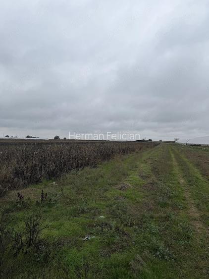 Teren Intravilan, 5221mp, Coliba?i, Giurgiu