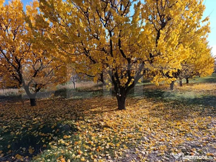 Teren de 6360 mp, în Măgurele