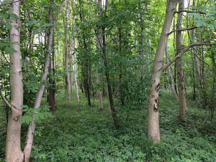 Teren Dem Radulescu, 1150 mp, la 7 min de centrul orasului Rm Valcea - 2