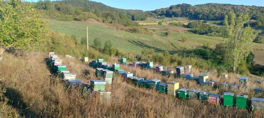 Tren cu intravilan pentru proiecte