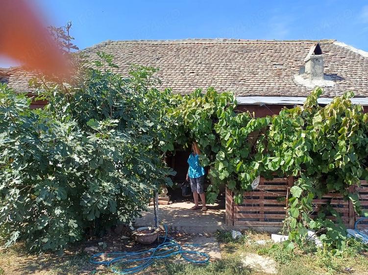 Teren de 15540 mp, în Livezile
