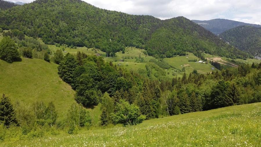 De Vanzare Teren intravilan 4.151 mp in Pe?tera (Bran-Moeciu) Izvor Propriu & Proiect DTAC inclus - 3