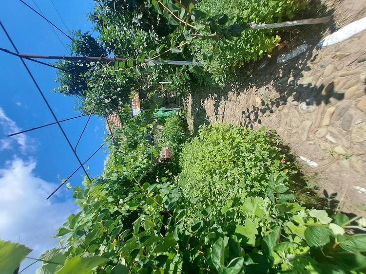Casă cu 3 camere cu Teren 1200 Mp în Valea Lupului