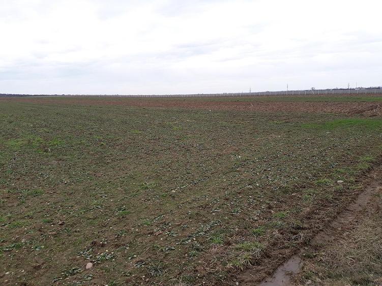 Teren intravilan de 29100 mp, în Sântandrei