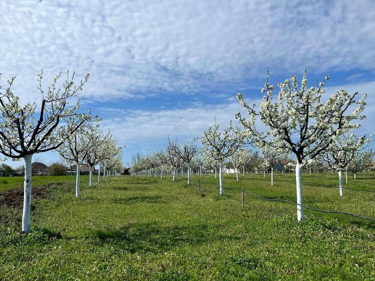 Teren intravilan de 3500 mp, în Sânmartinu Sârbesc