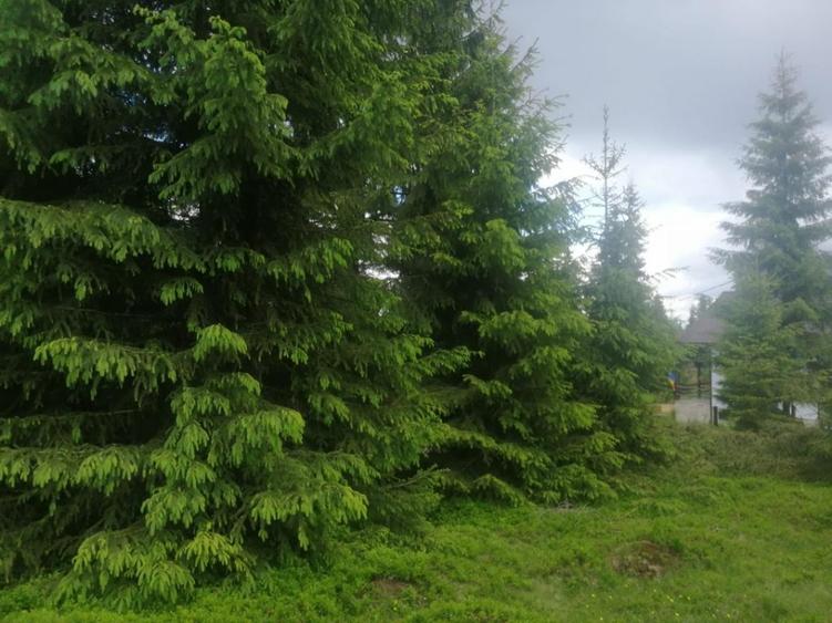 Teren Construcții de 1300 mp, în Beliș