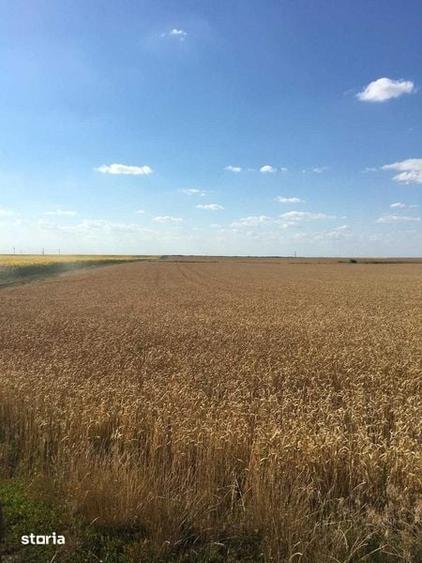 Vand 116 HA teren agricol in judetul Arad - 7