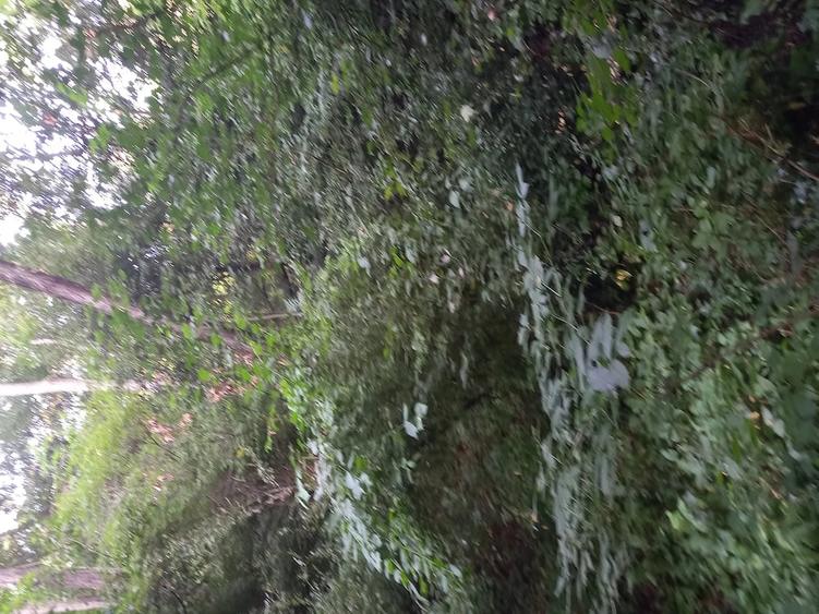 Teren de 27000 mp, în Mănăstirea