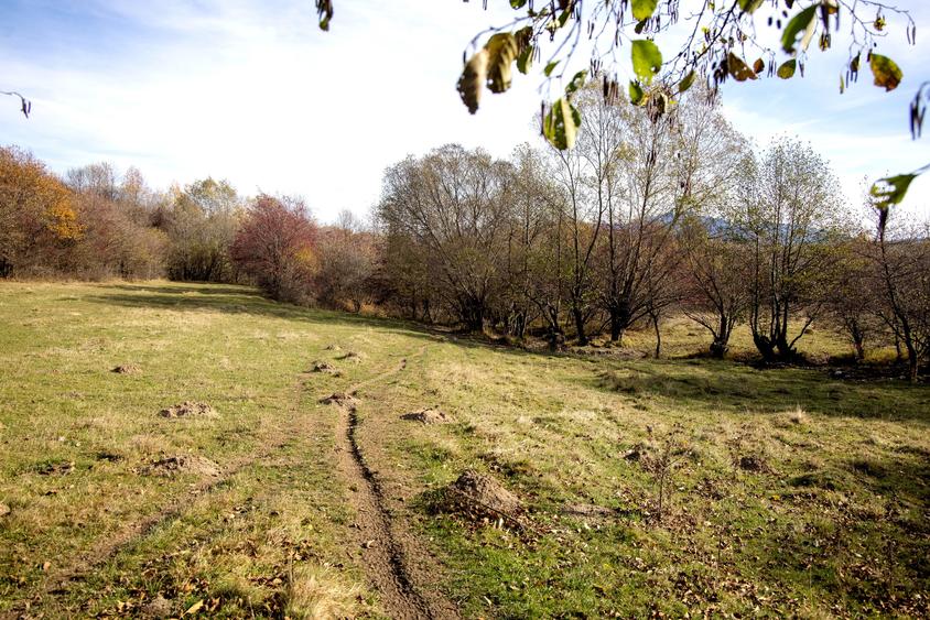 Teren Construcții intravilan de 2500 mp, în Tohănița