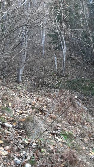 Teren de 21000 mp, în Molid