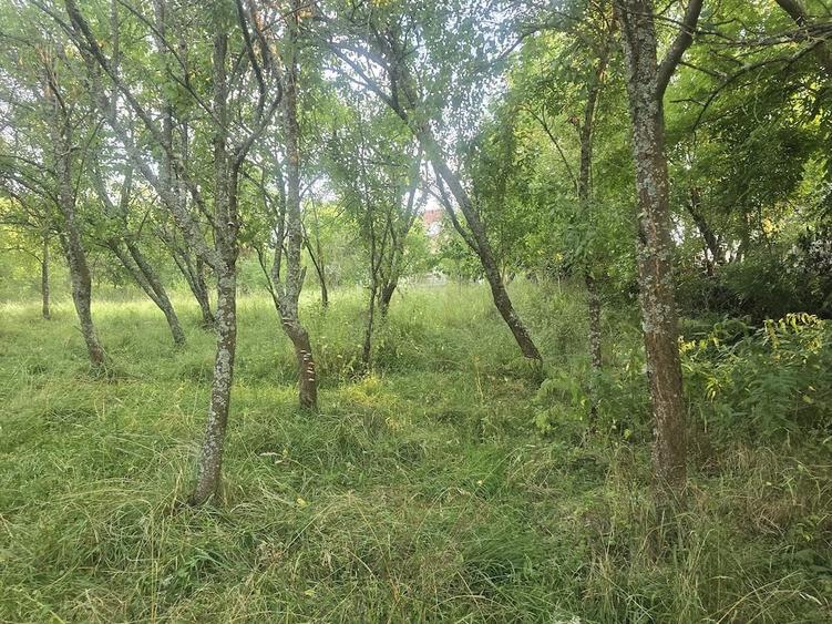Vand teren intravilan in satul Vacarea, comuna Mihae?ti, in suprafa?a de 2.600 mp. - 5
