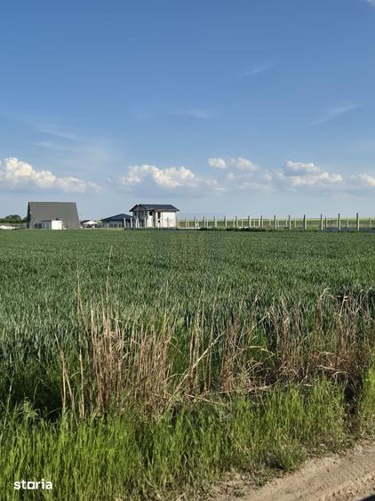 Teren Intravilan 497mp de Vanzare Padurisu *Calarasi* - 6