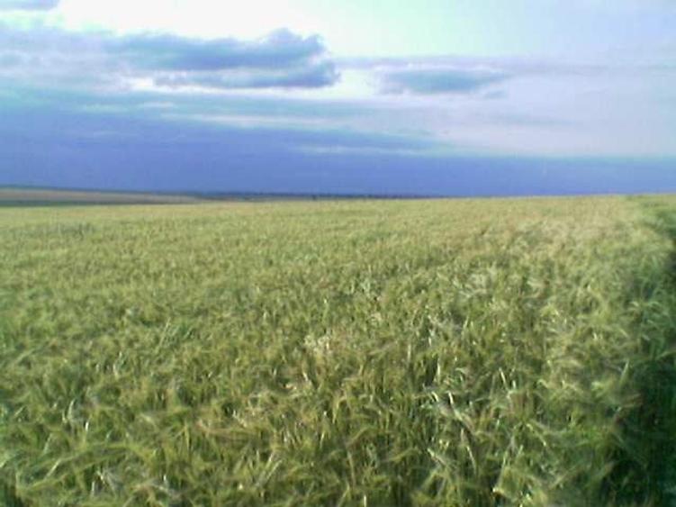 Teren agricol extravilan de 45000 mp, în Mihail Kogălniceanu