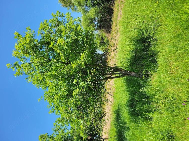 Casă cu 3 camere cu Teren 20500 Mp în Avram Iancu (Vârfurile)