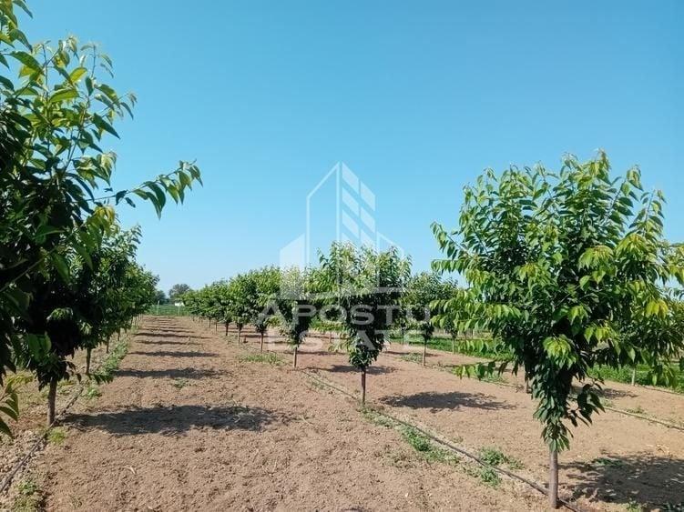 Teren Construcții intravilan de 16000 mp, în Belinț
