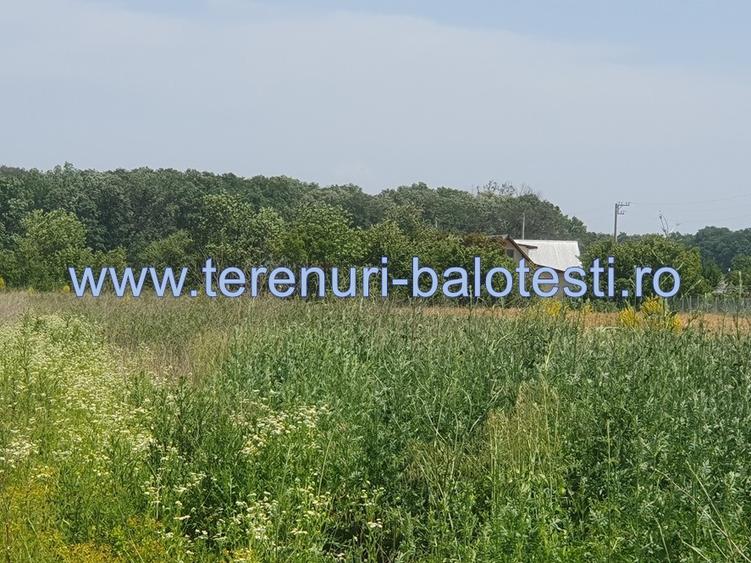 Teren Balotesti,padure Sri,19500 euro - 8