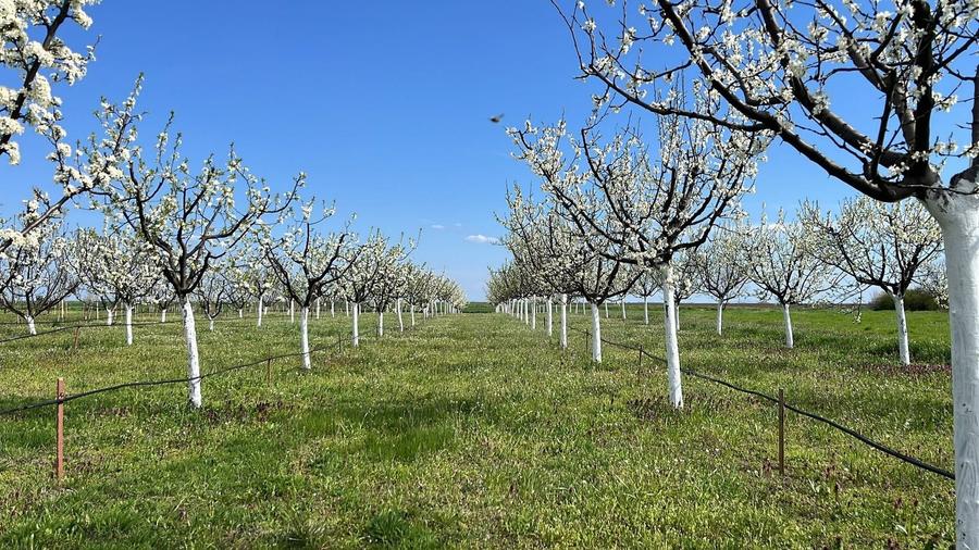 Teren intravilan de 3500 mp, în Sânmartinu Sârbesc
