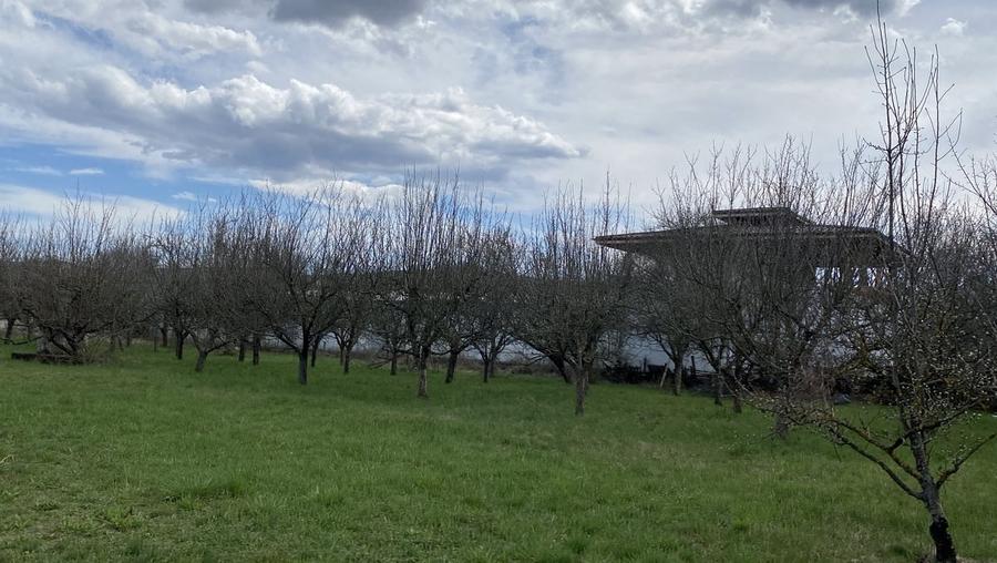 Teren în Pruni