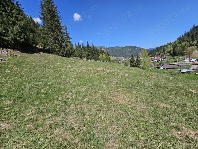 Teren de 5350 mp, în Pojorâta
