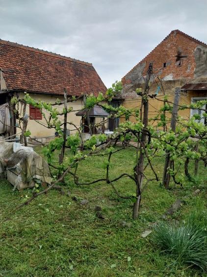 Casă cu 2 camere în Buteni