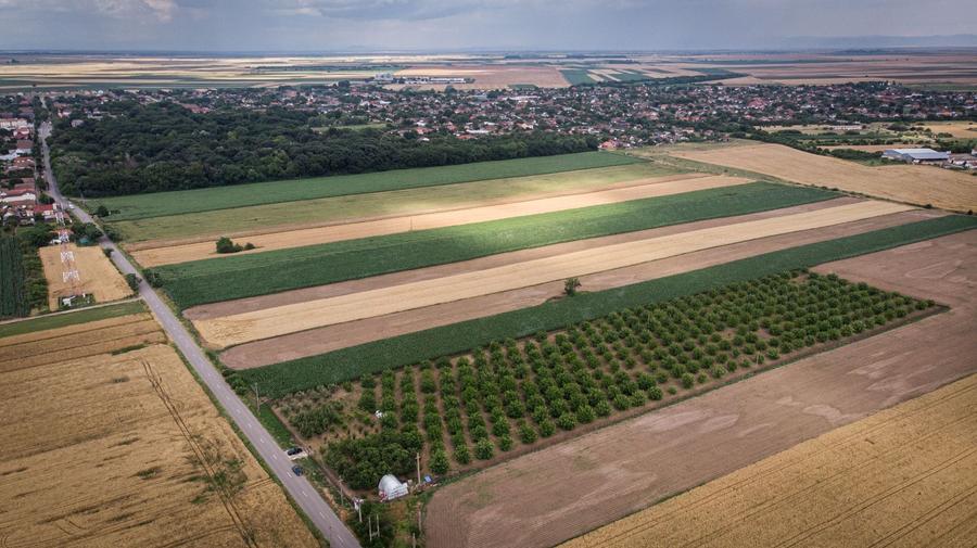 Teren agricol extravilan de 25000 mp, în Macea