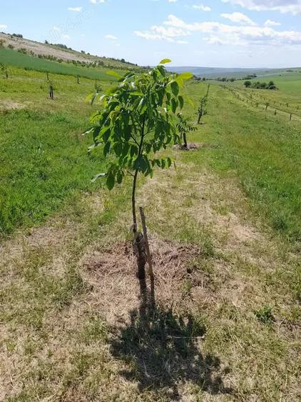 Teren de 33400 mp, în Central