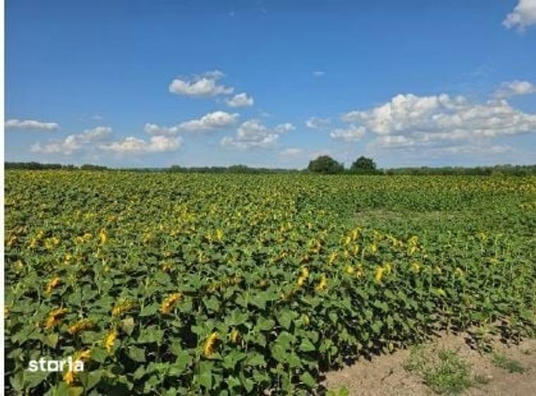 Teren de 16500 mp, în Golăiești
