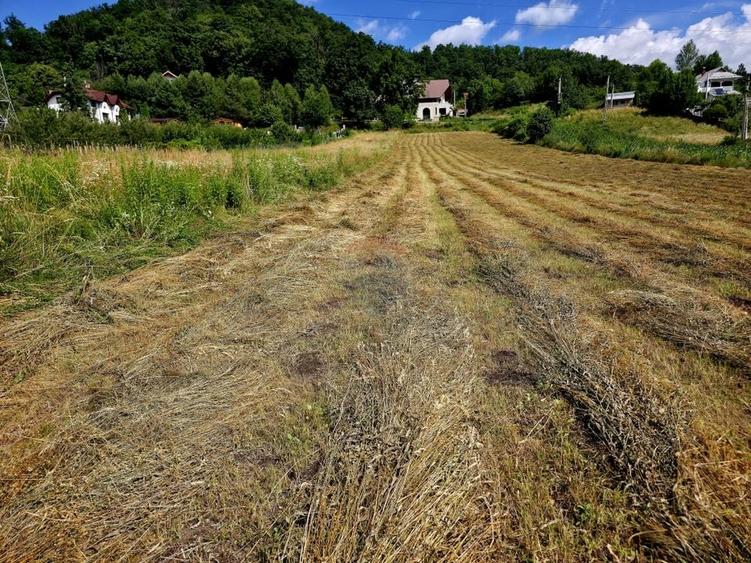 Teren Construcții intravilan de 600 mp, în Viișoara